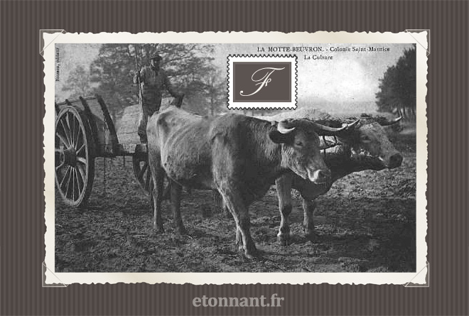 Carte postale ancienne : Lamotte-Beuvron