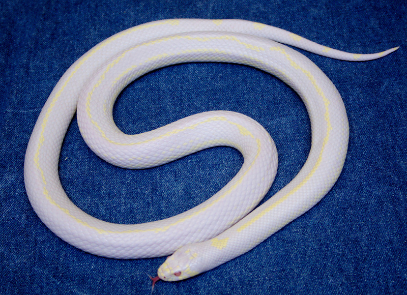 Serpent albinos