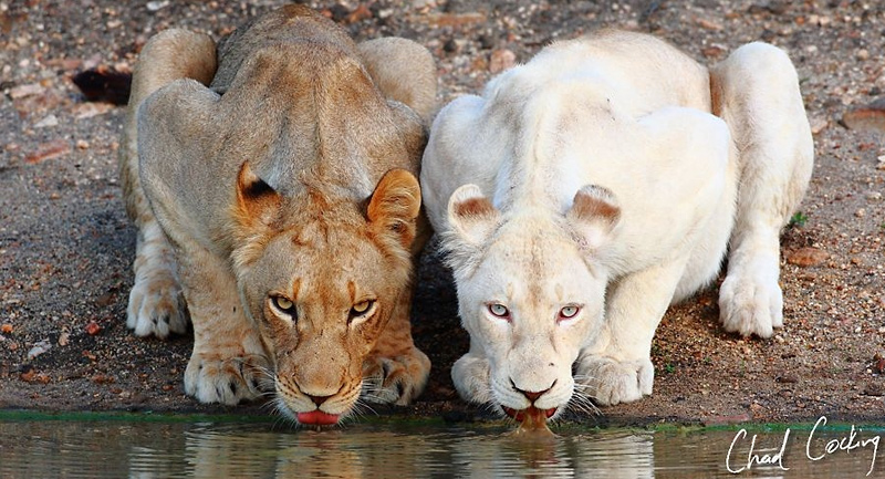Lion albinos
