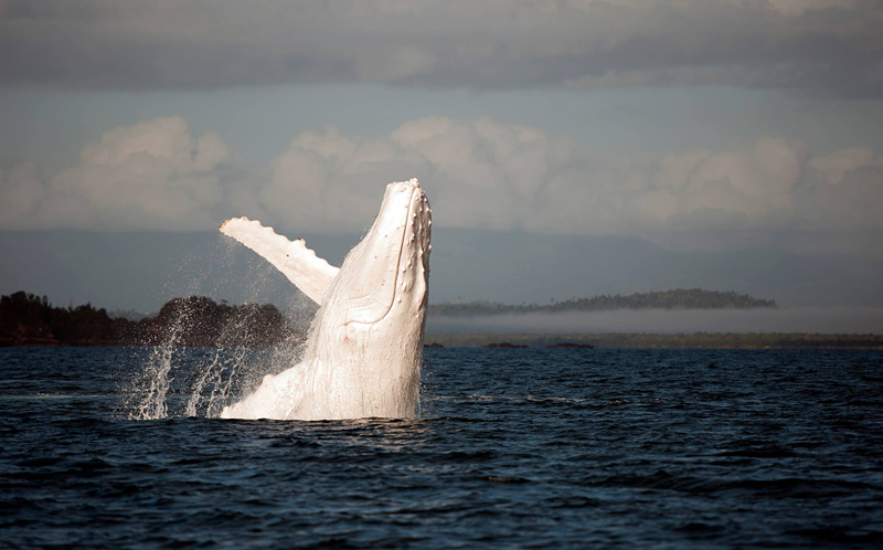 Baleine à bosse albinos