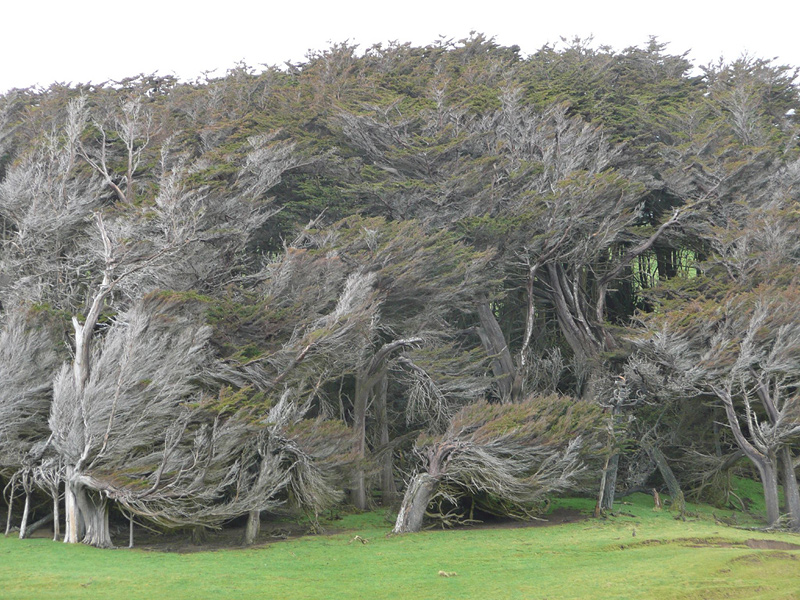arbres mystérieux déformés par le vent
