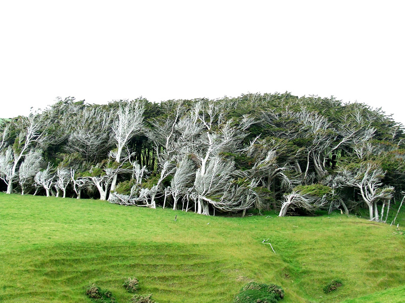 arbres mystérieux déformés par le vent