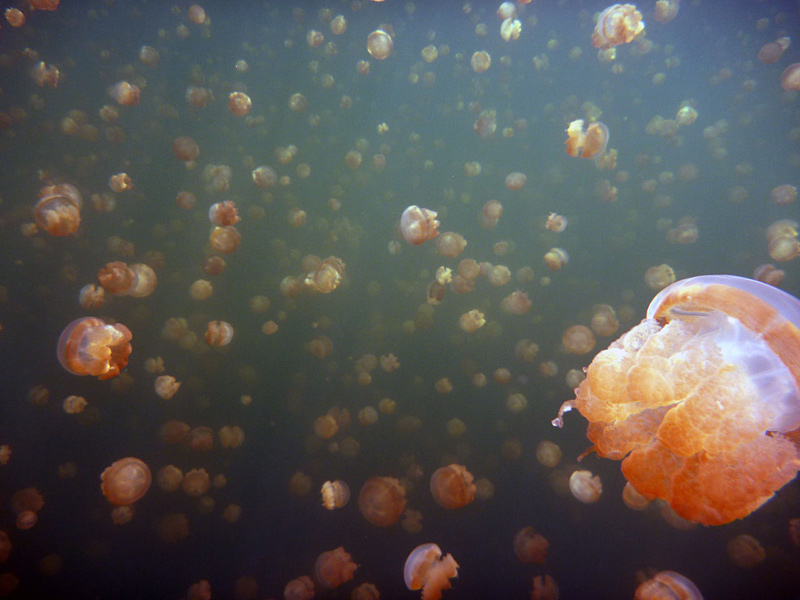 lac marin Jellyfish Lake