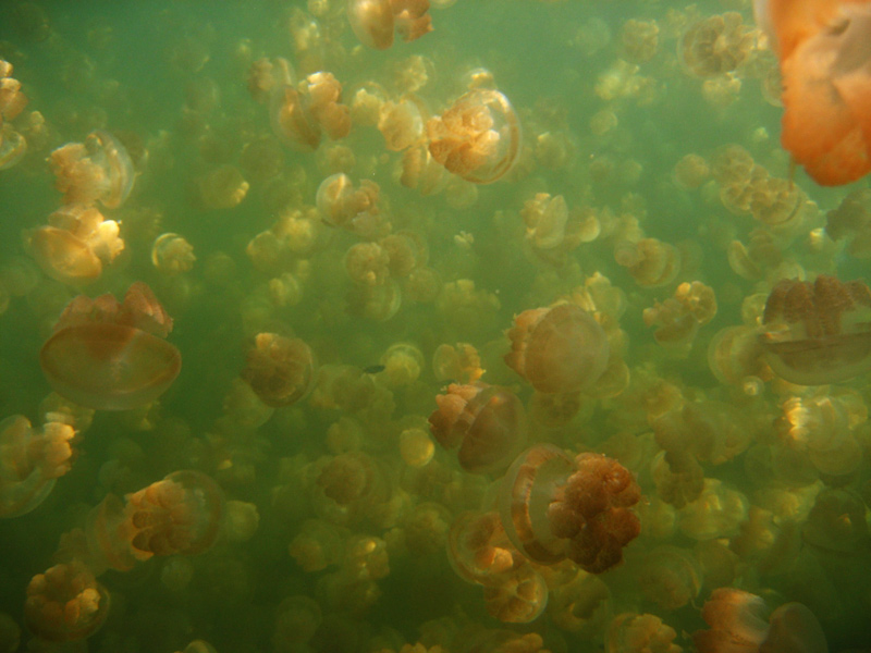 lac marin Jellyfish Lake