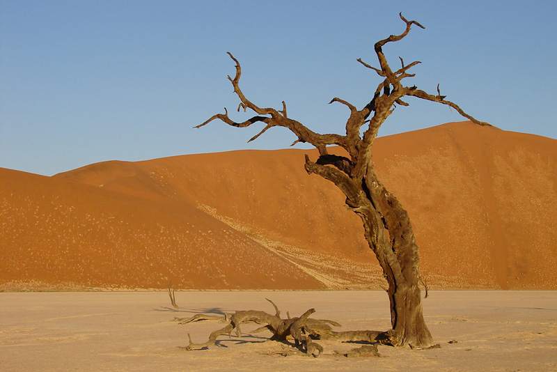 arbre de 900 ans en plein désert