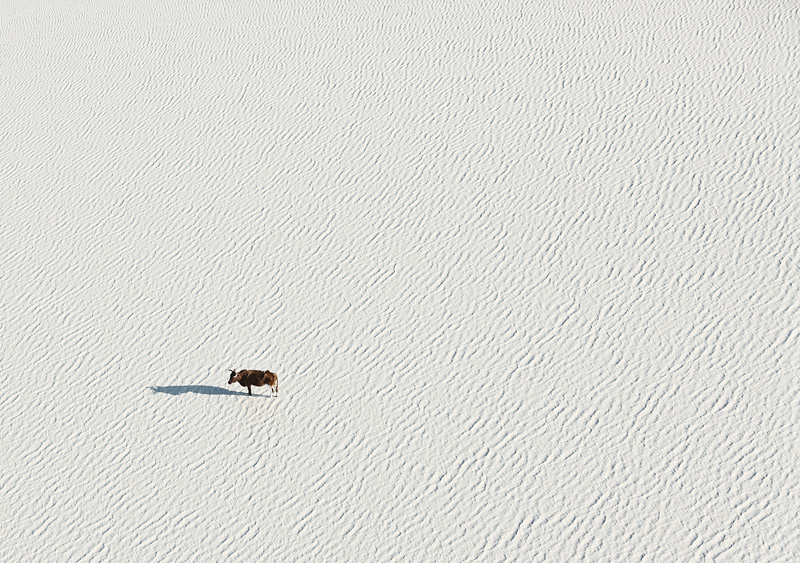 vue aérienne de la faune du Botswana
