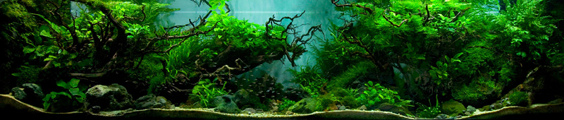 décoration plante d'aquarium