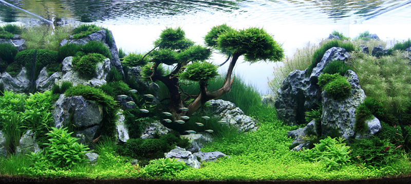 décoration plante d'aquarium
