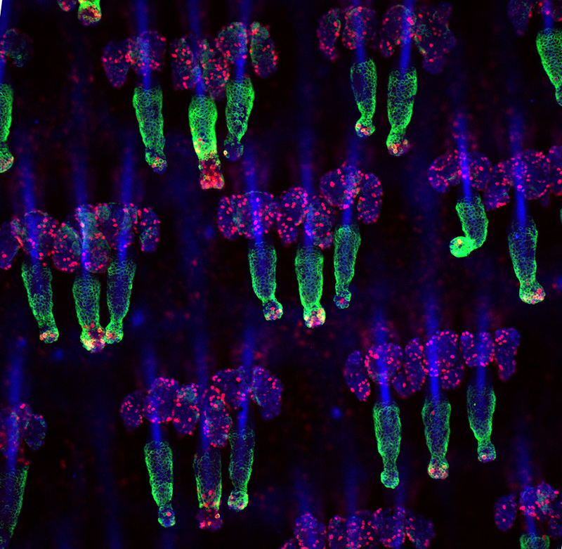 image macro des cellules d'une queue de souris