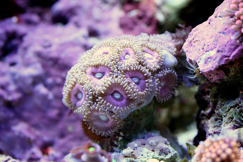 photo macro de corail