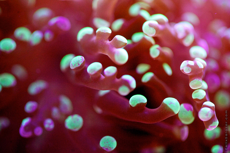 photo macro de corail