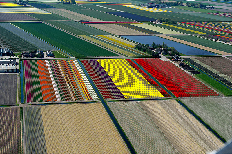 champs de tulipes aux Pays-Bas vu du ciel