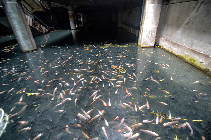 des poissons dans un centre commercial de Bangkok abandonné