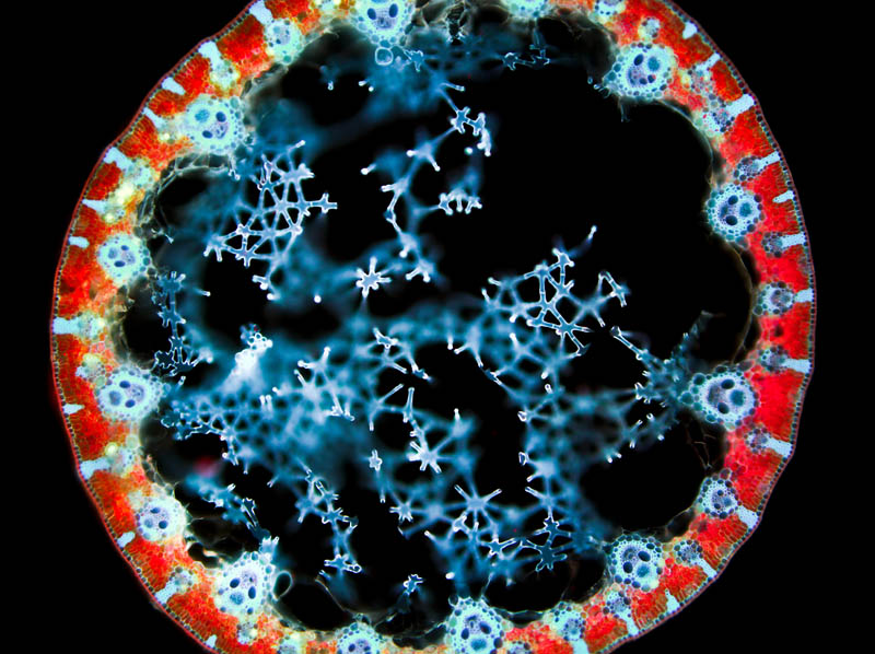 Image prise au microscope