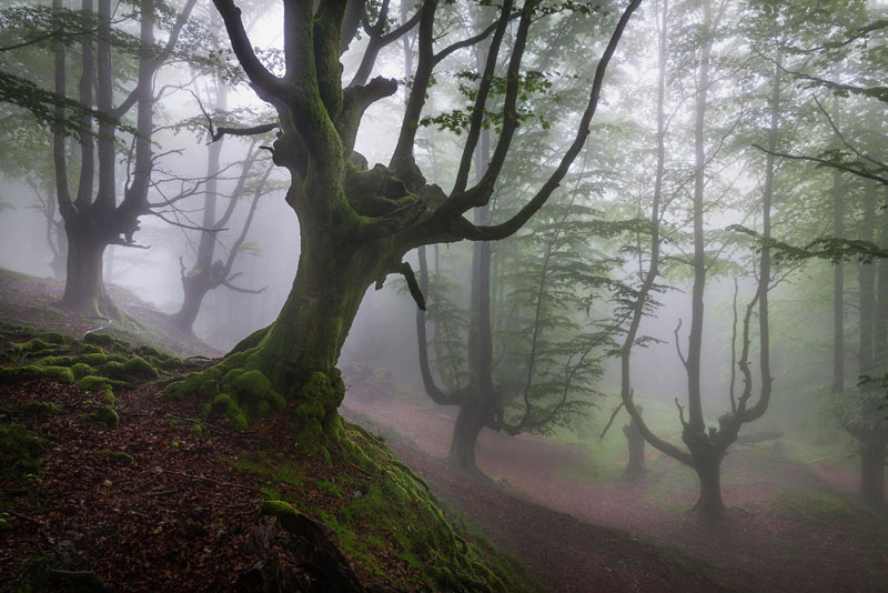 une forêt mystique en Espagne