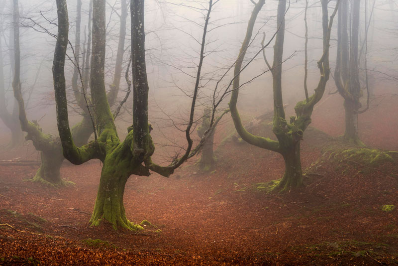 une forêt mystique en Espagne