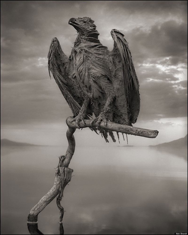 corps pétrifié d'un oiseau au lac Natron de Tanzanie