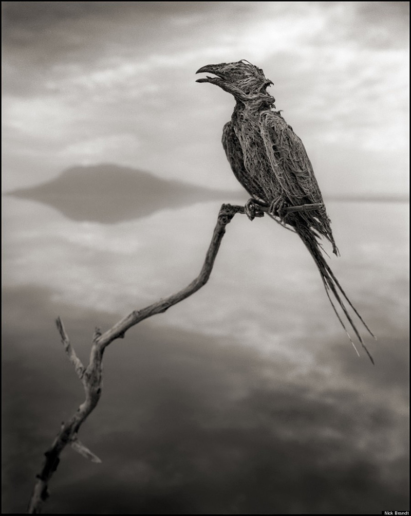corps pétrifié d'un oiseau au lac Natron de Tanzanie