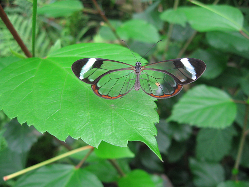 papillon aux ailes transparentes
