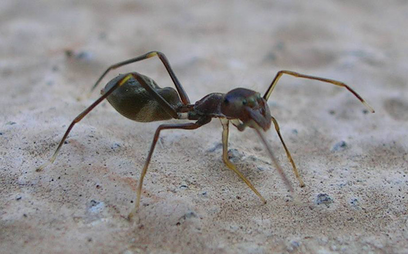 araignée qui ressemble à une fourmi