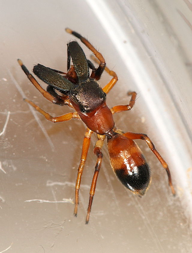 araignée qui ressemble à une fourmi