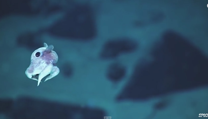animal sous-marin en eau profonde