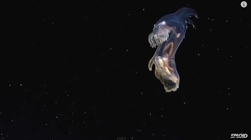 animal sous-marin en eau profonde