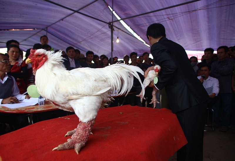 poulet Dong Tao