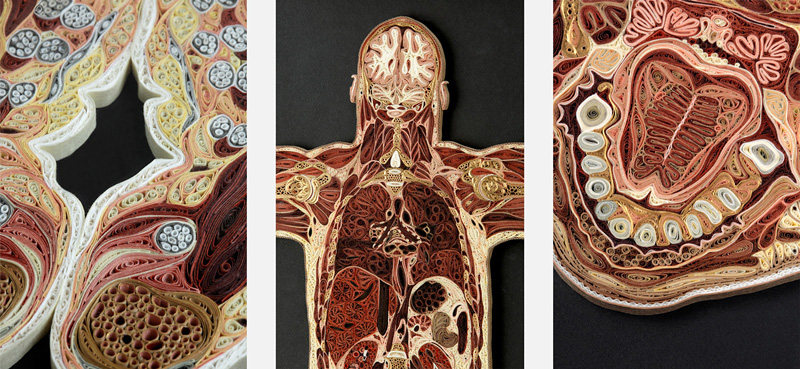 coupes anatomiques en papier