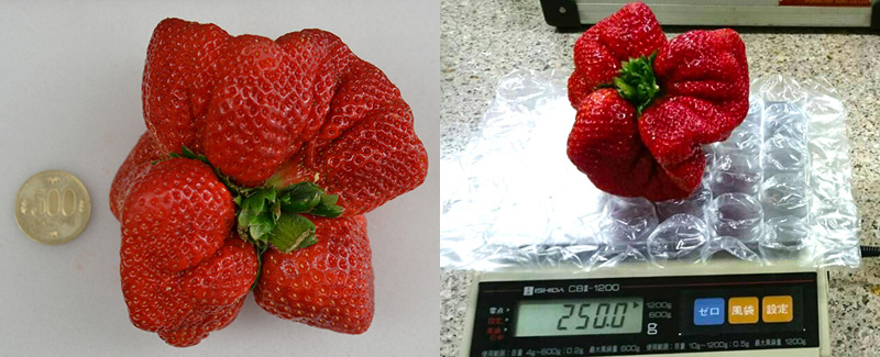 La fraise la plus lourde du monde