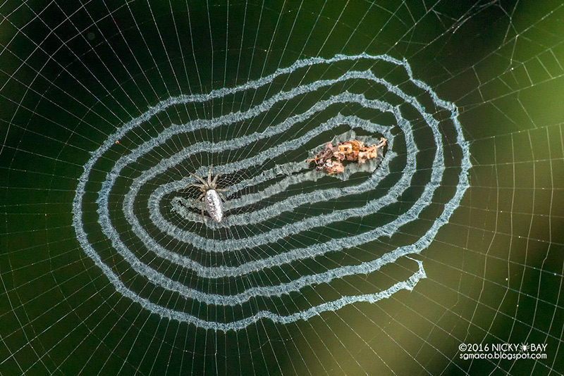 Thwaitesia, araignée miroir de Singapour