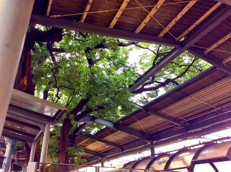 Gare construite autour d'un arbre âgé de 700 ans à Kayashima au Japon