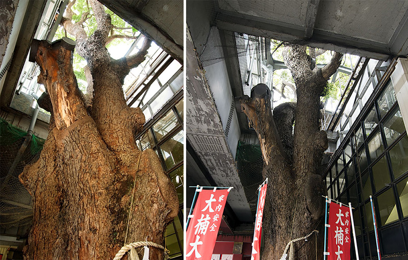 Gare construite autour d'un arbre âgé de 700 ans à Kayashima au Japon