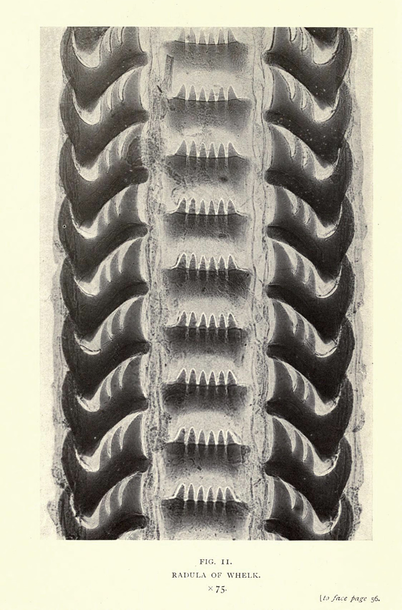 La nature vue au microscope en 1909