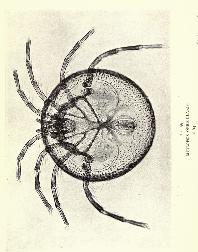 La nature vue au microscope en 1909