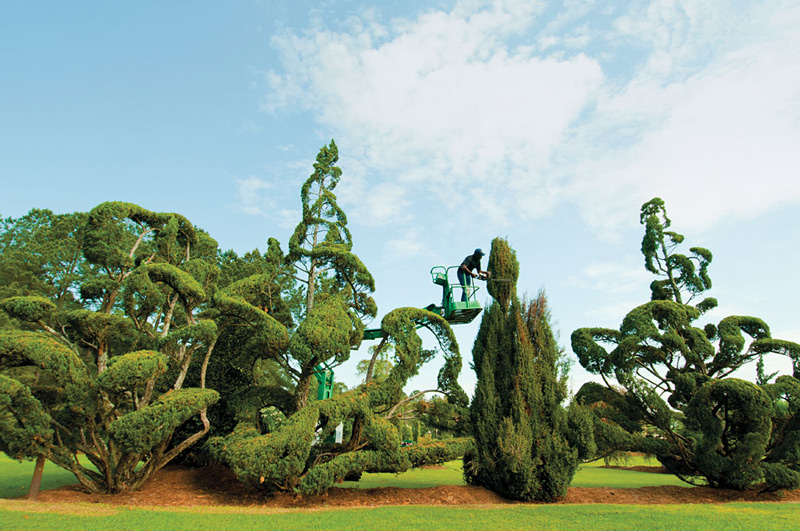 Les arbres sculptés de Pearl Fryar