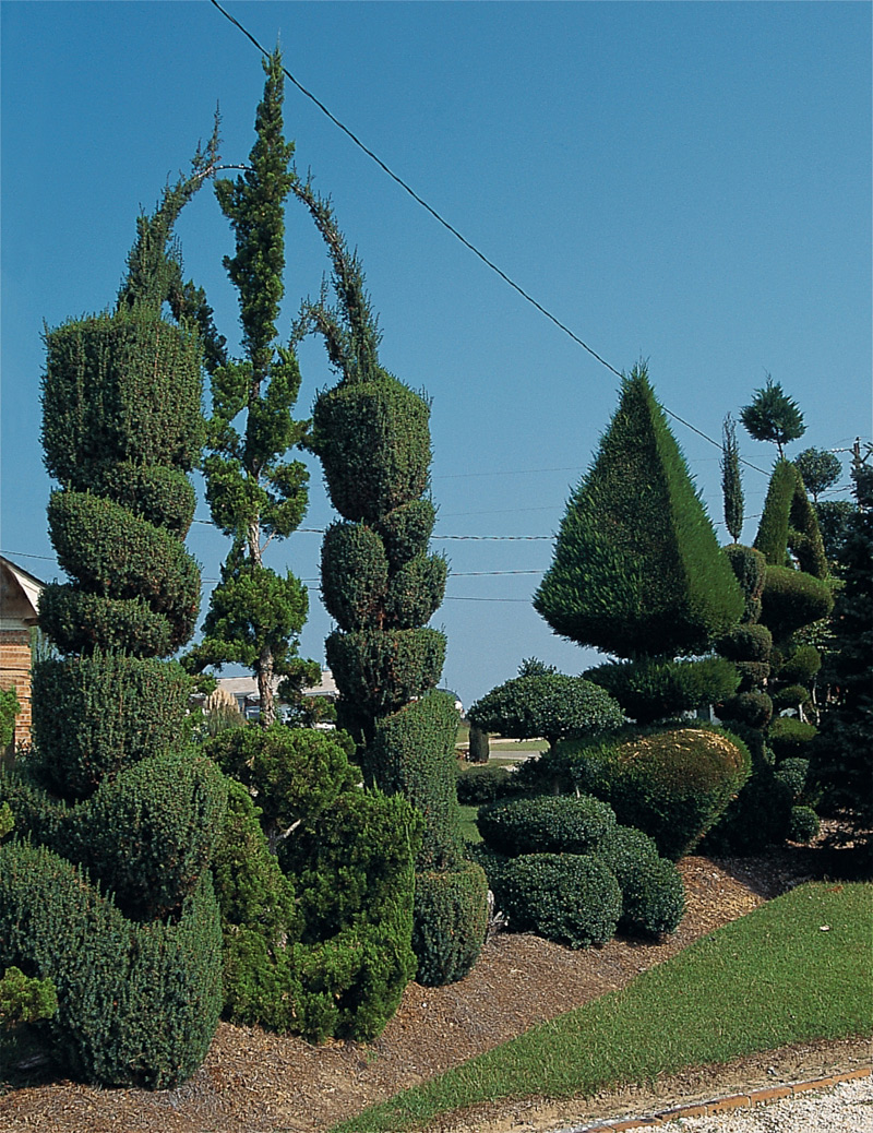 Les arbres sculptés de Pearl Fryar