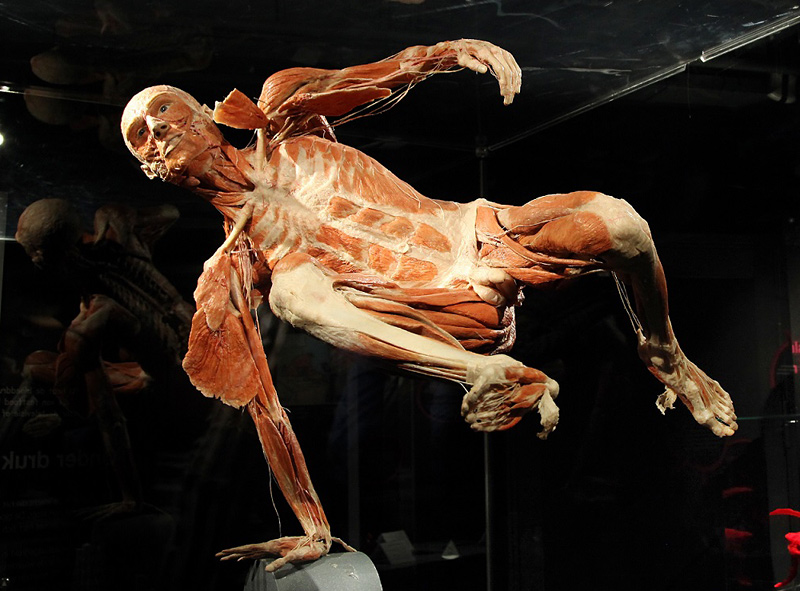 Exposition anatomique Body Worlds