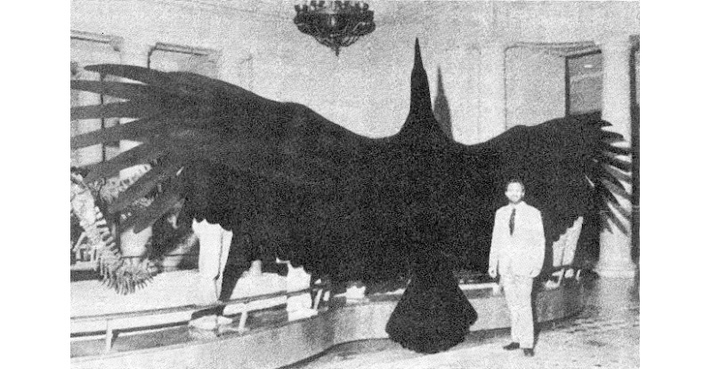Argentavis Magnificens, le plus grand oiseau connu à avoir volé