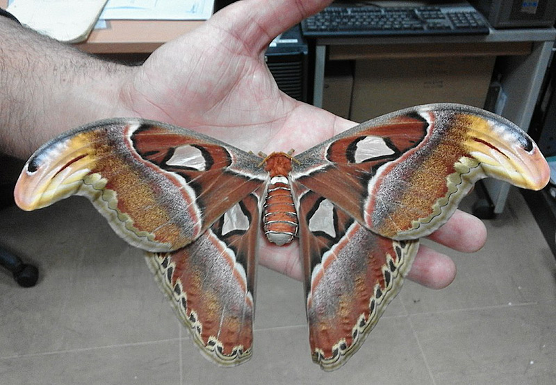 plus grand papillon du monde