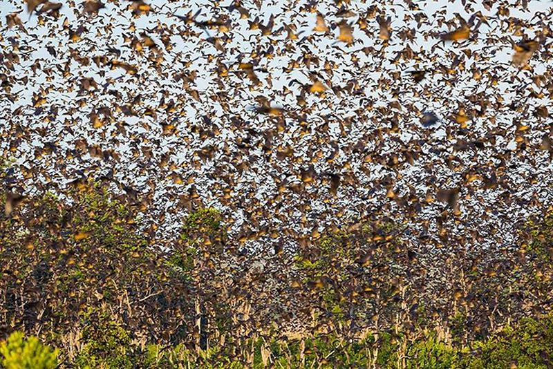 Migration de chauve-souris au Kasanka en Zambie