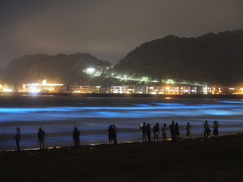 Mer bioluminescente au Japon