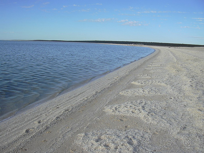 Shell Beach, plage de coquillages en Australie
