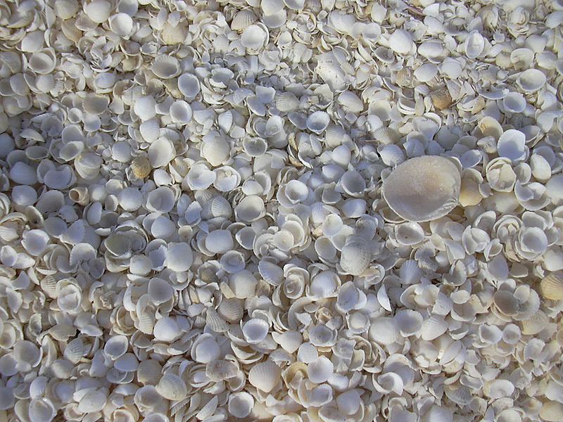 Shell Beach, plage de coquillages en Australie