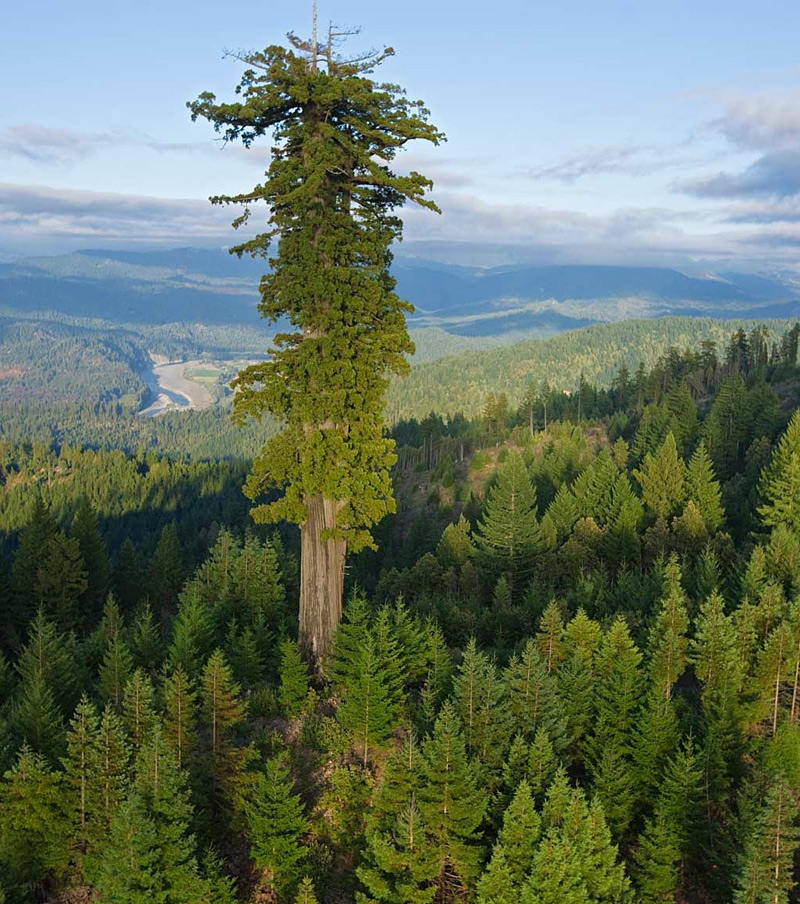 séquoia Hyperion