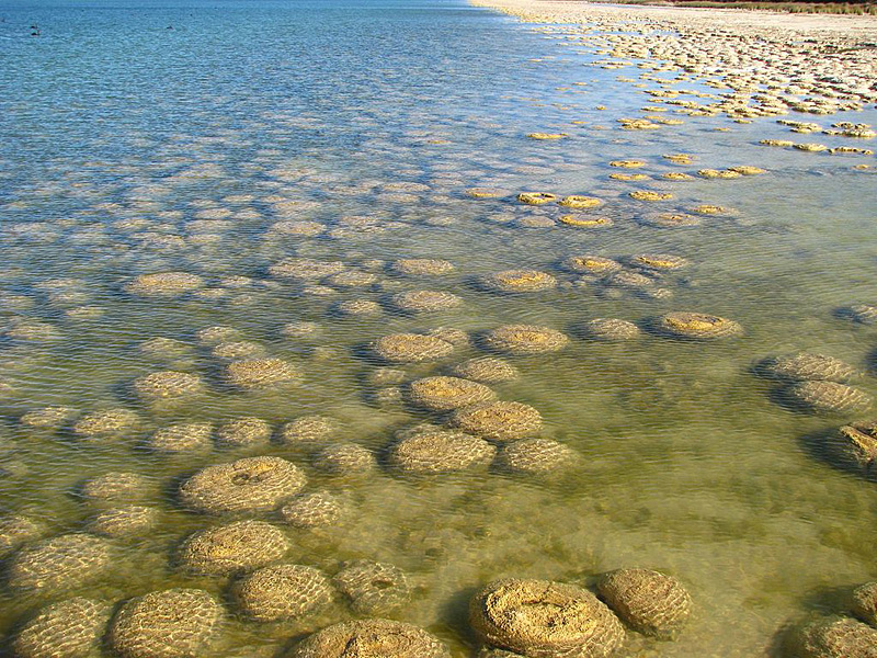 Stromatolithe