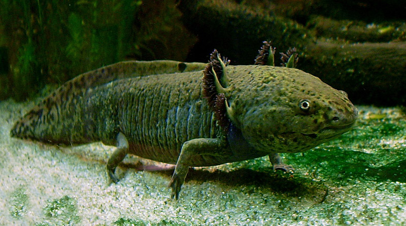 axolotl, la salamandre mexicaine