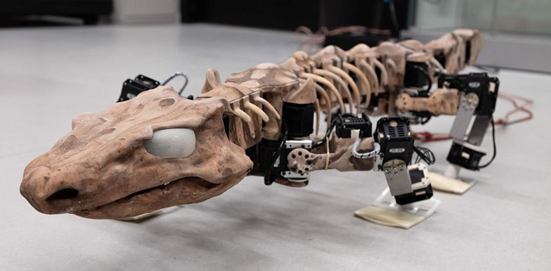 Un robot recrée la marche d'un animal fossilisé