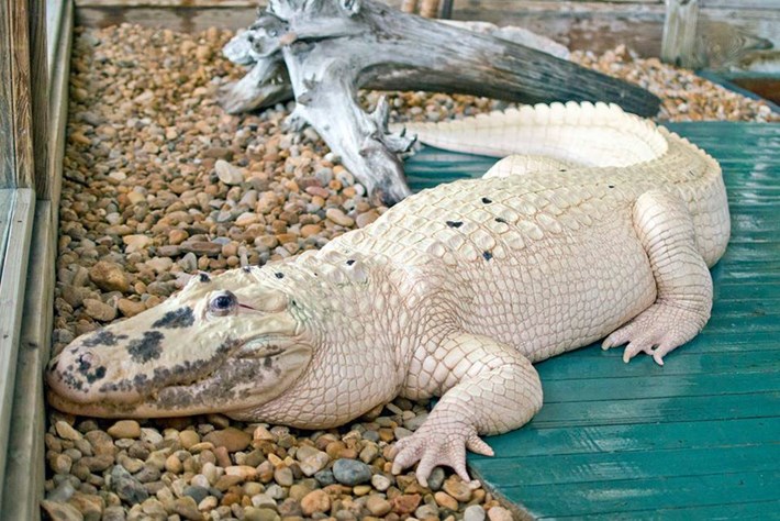 Alligator albinos à Gatorland