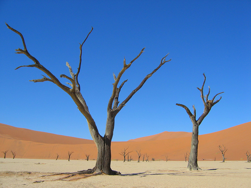 arbre de 900 ans en plein désert